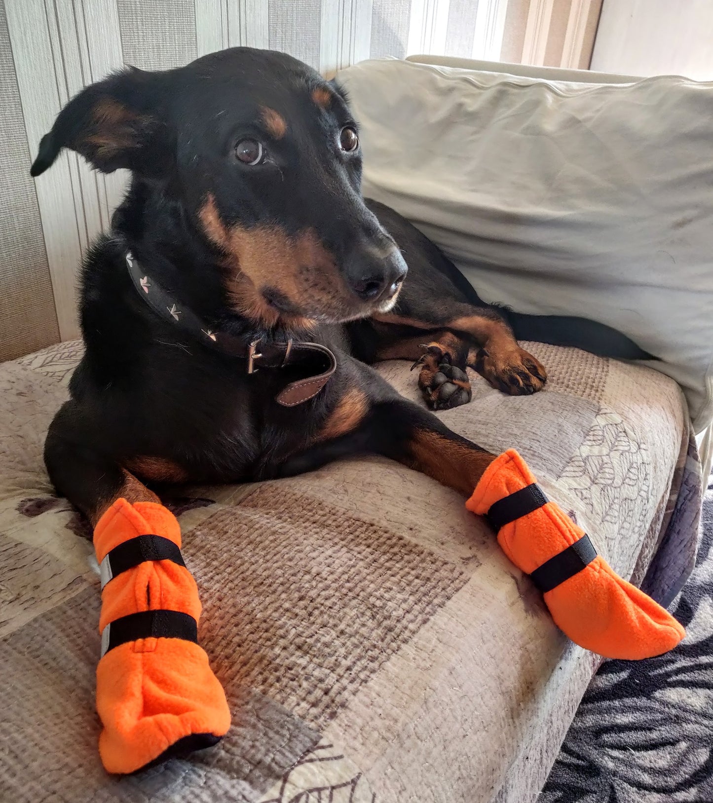 Koiran tossukaava, fleece tai softsell tossut