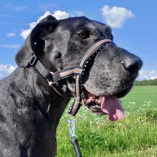 Kuonopanta heijastimella ja kaulapannalla